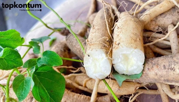 Những Lưu Ý Cần Biết Khi Dùng Sâm Dây Ngọc Linh Kon Tum?